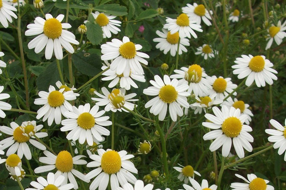 Аптекарская Ромашка