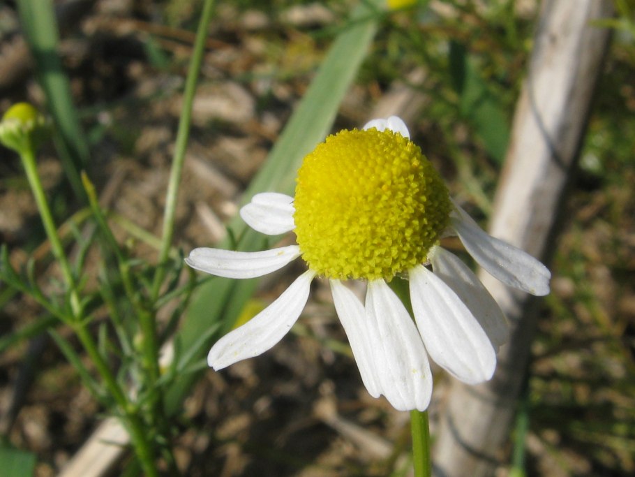 Ромашка аптечная латынь