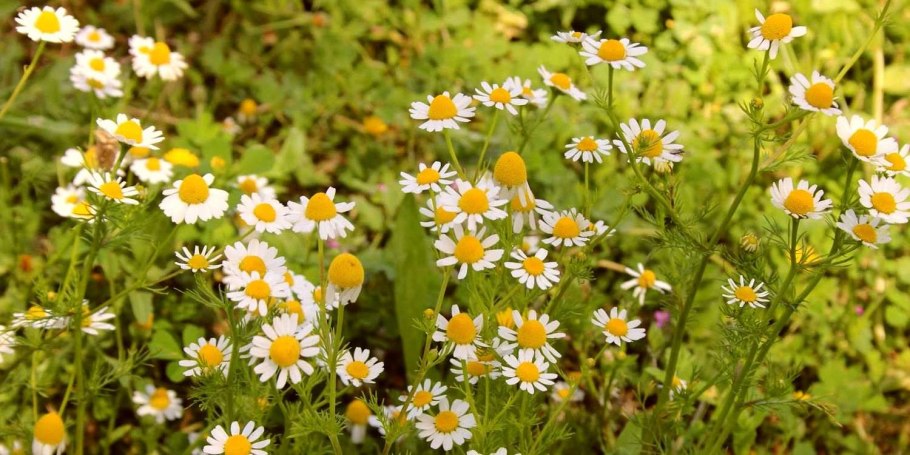 Матрикария Хамомилла