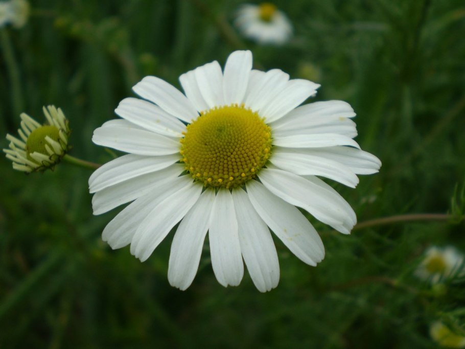Ромашка Ртищево