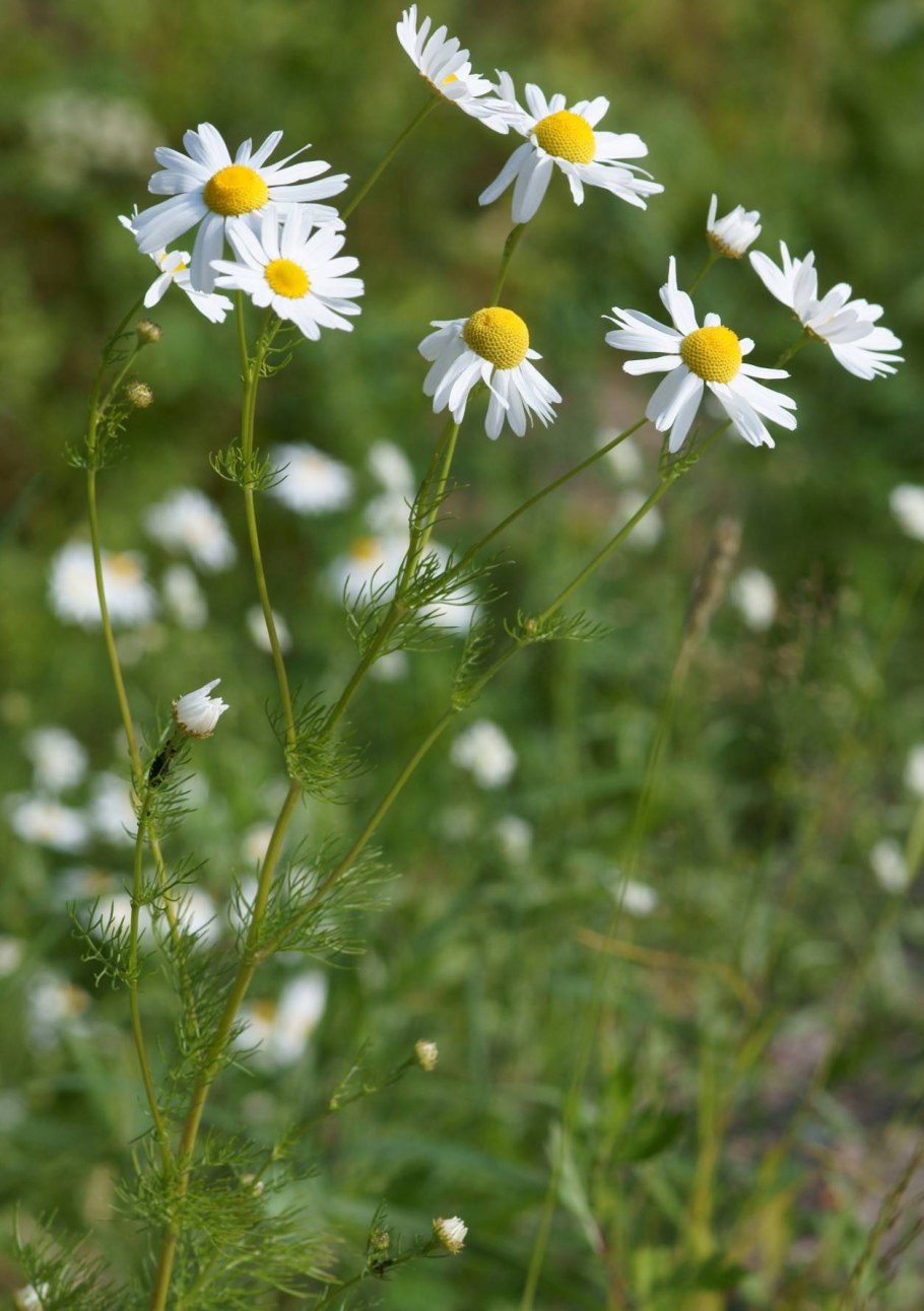Ромашка аптечная Горная