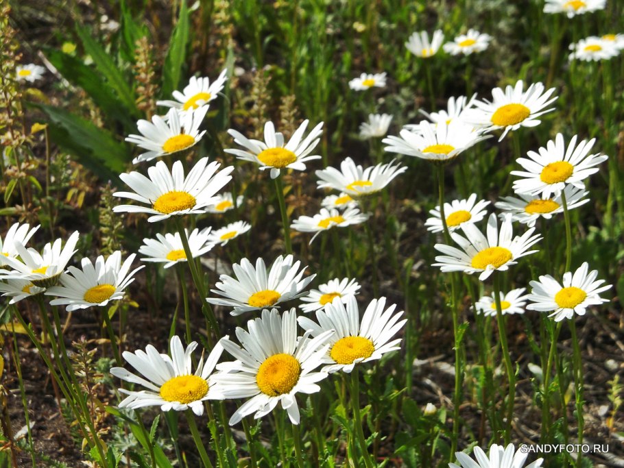 Соцветие ромашки аптечной