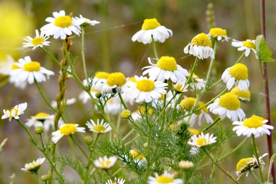 Ромашка узколистная