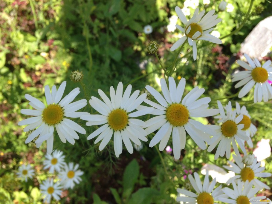 Цветок матрикария Хамомилла