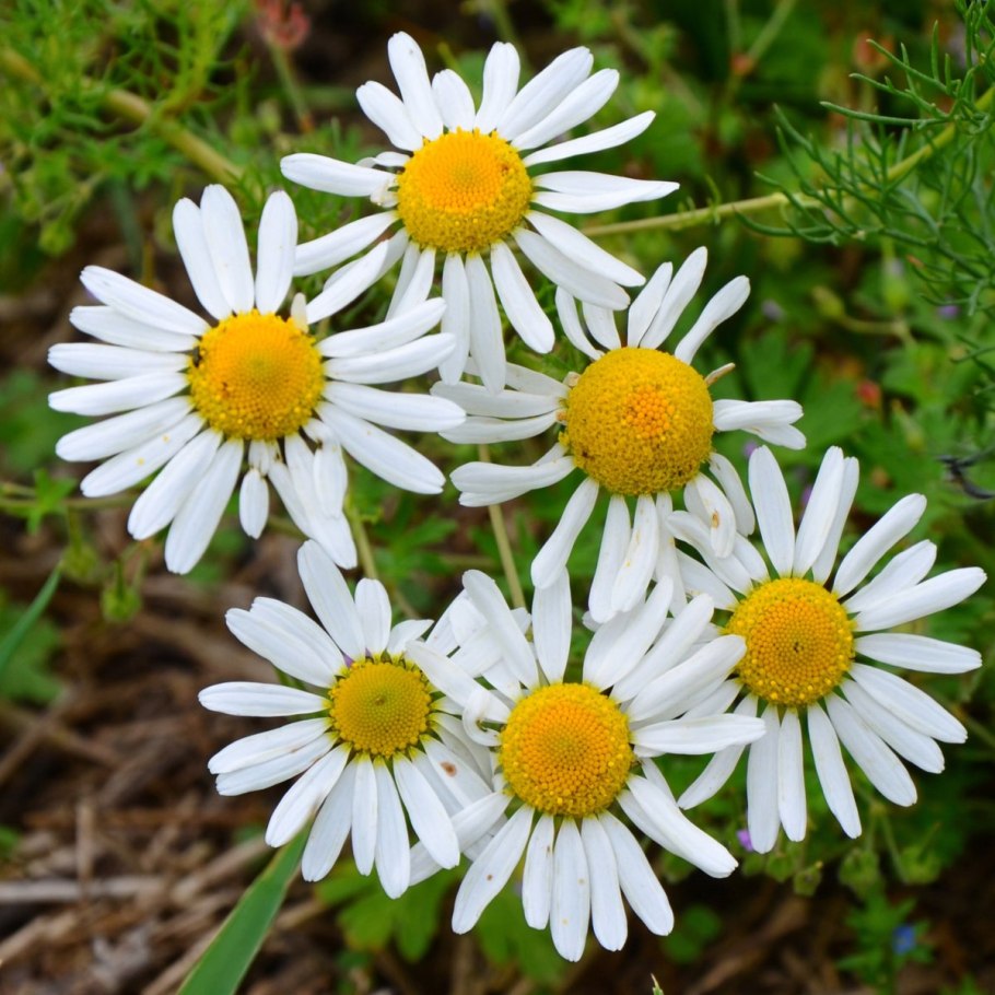 Ромашка (Anthemis Nobilis)