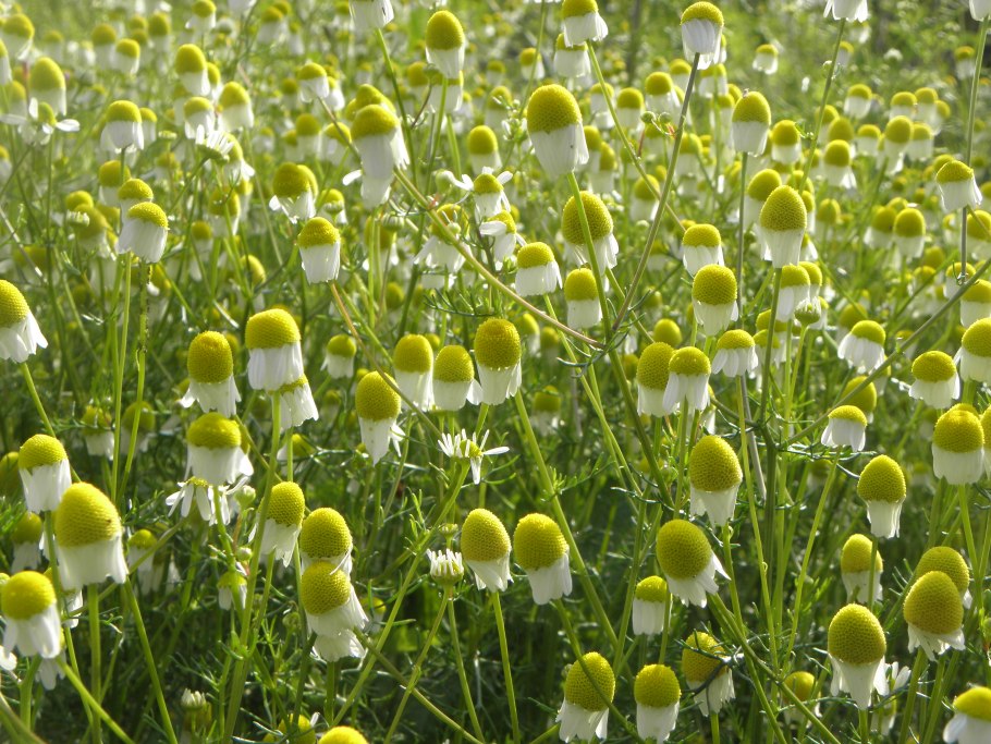 Матрикария хамомилла