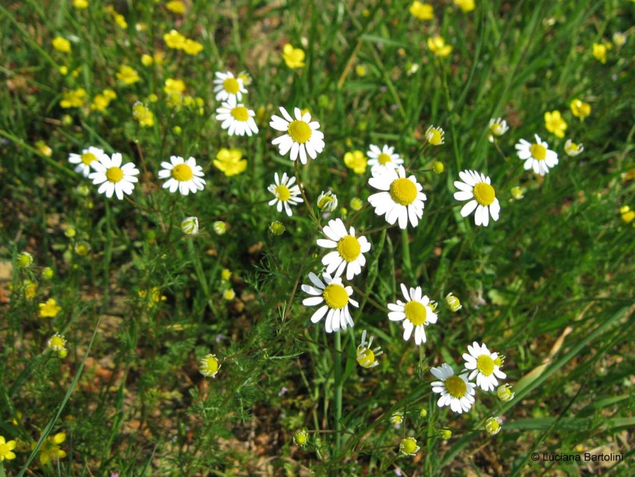 Ромашка аптечная matricaria chamomilla