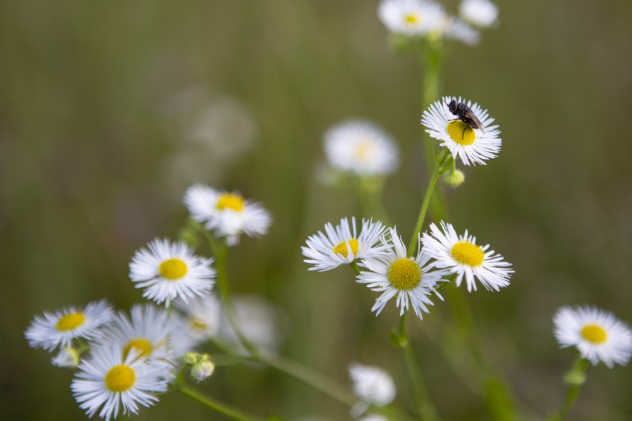 Matricaria recutita l