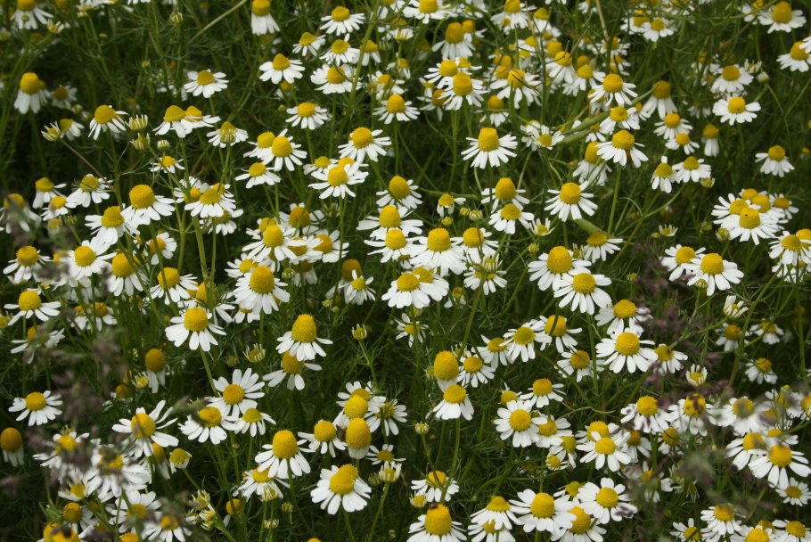 Ромашка аптечная (Matricaria Chamomilla)