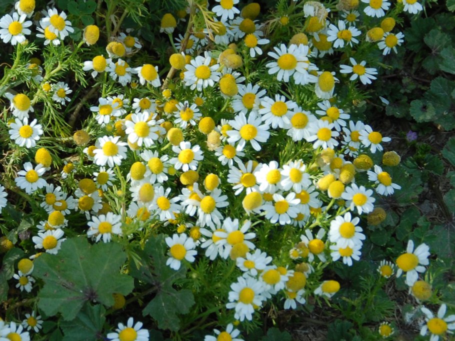 Matricaria recutita ареалы