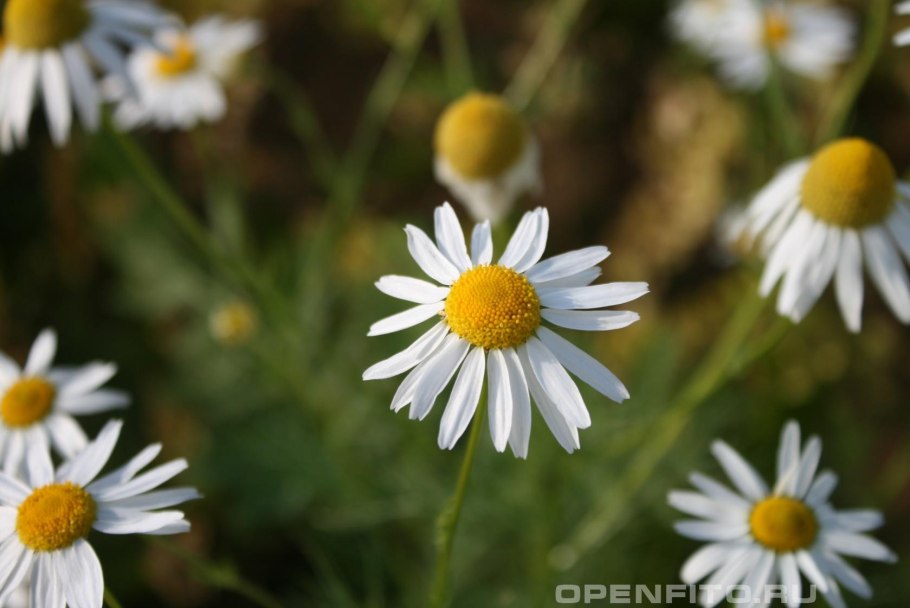 Ромашка аптечная – Chamomilla recutita