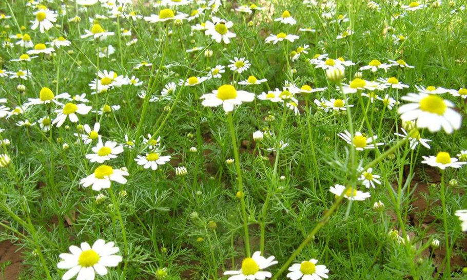Ромашка это мезофит