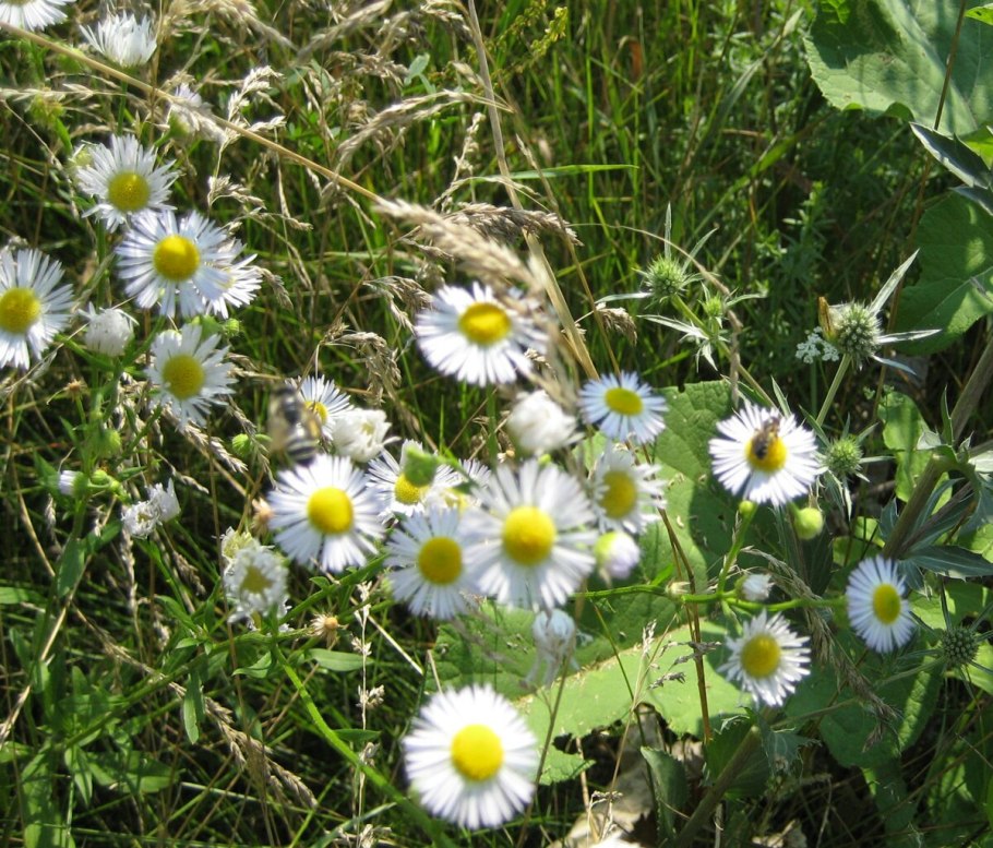 Ромашка Дамламаси