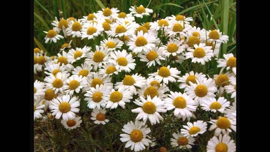 Матрикария Хамомилла