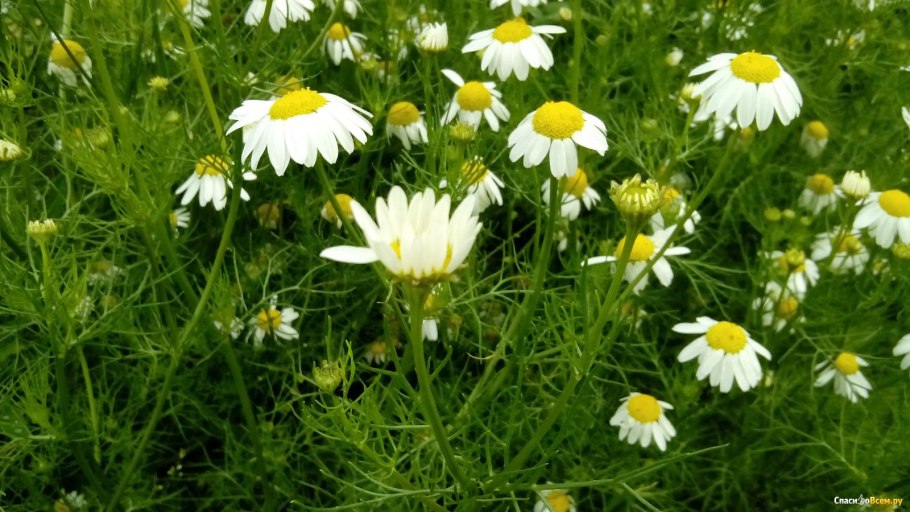 Растения кубани ромашка