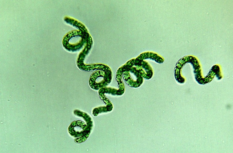 Цианобактерии Prochlorococcus
