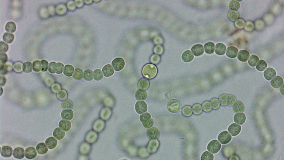 Chamaesiphon curvatus