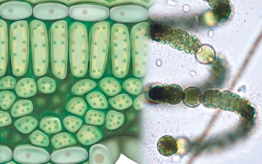 Anabaena azollae