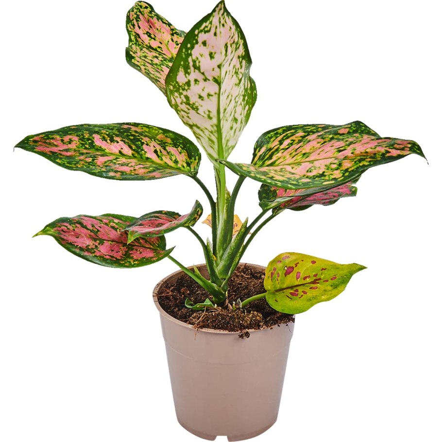 Аглаонема China Red