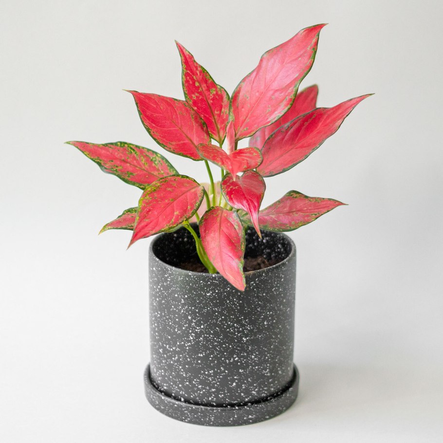 Аглаонема сапфир