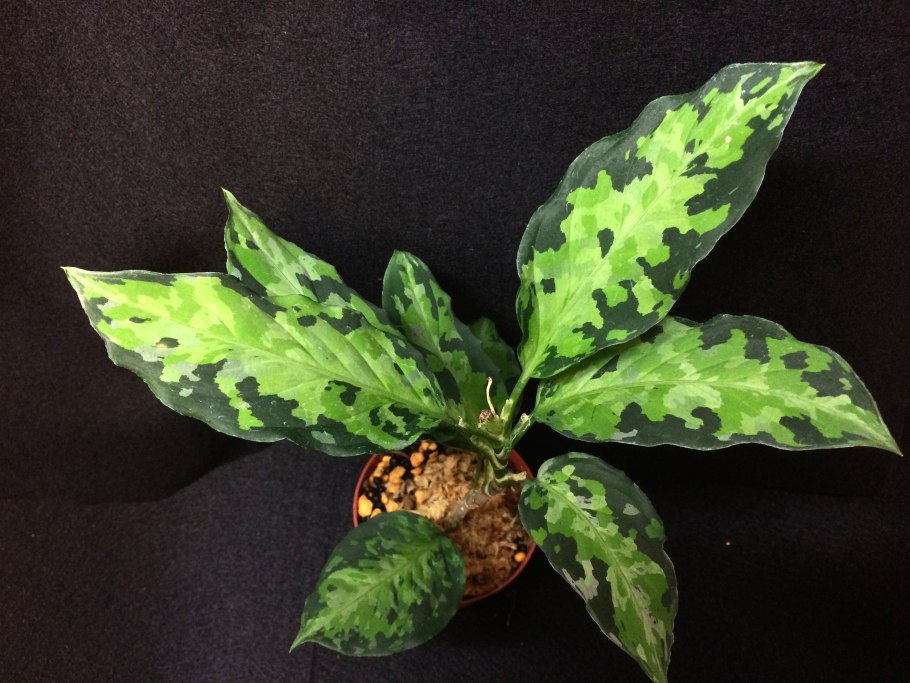 Аглаонема продолговатолистная