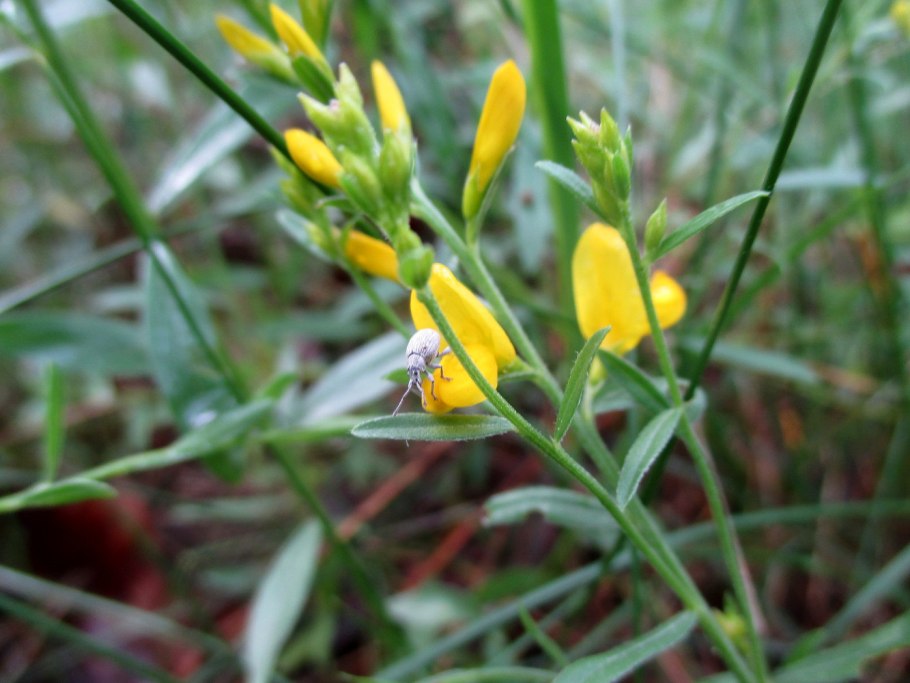 Genista flowering