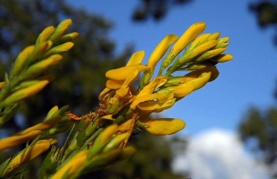 Дрок овальный в клумбе