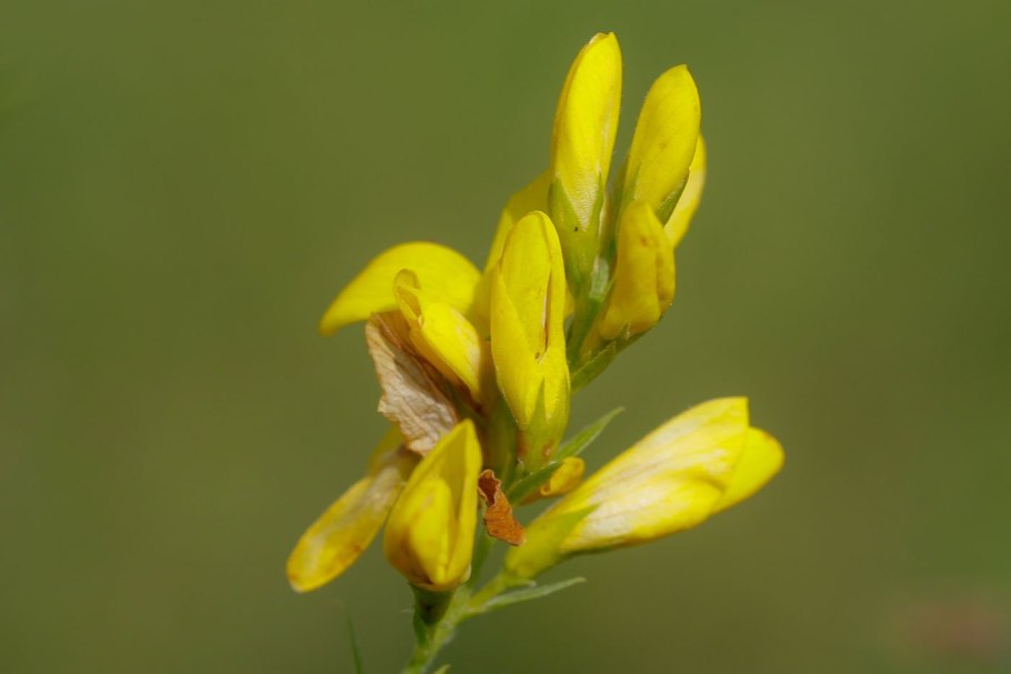 Genista tinctoria