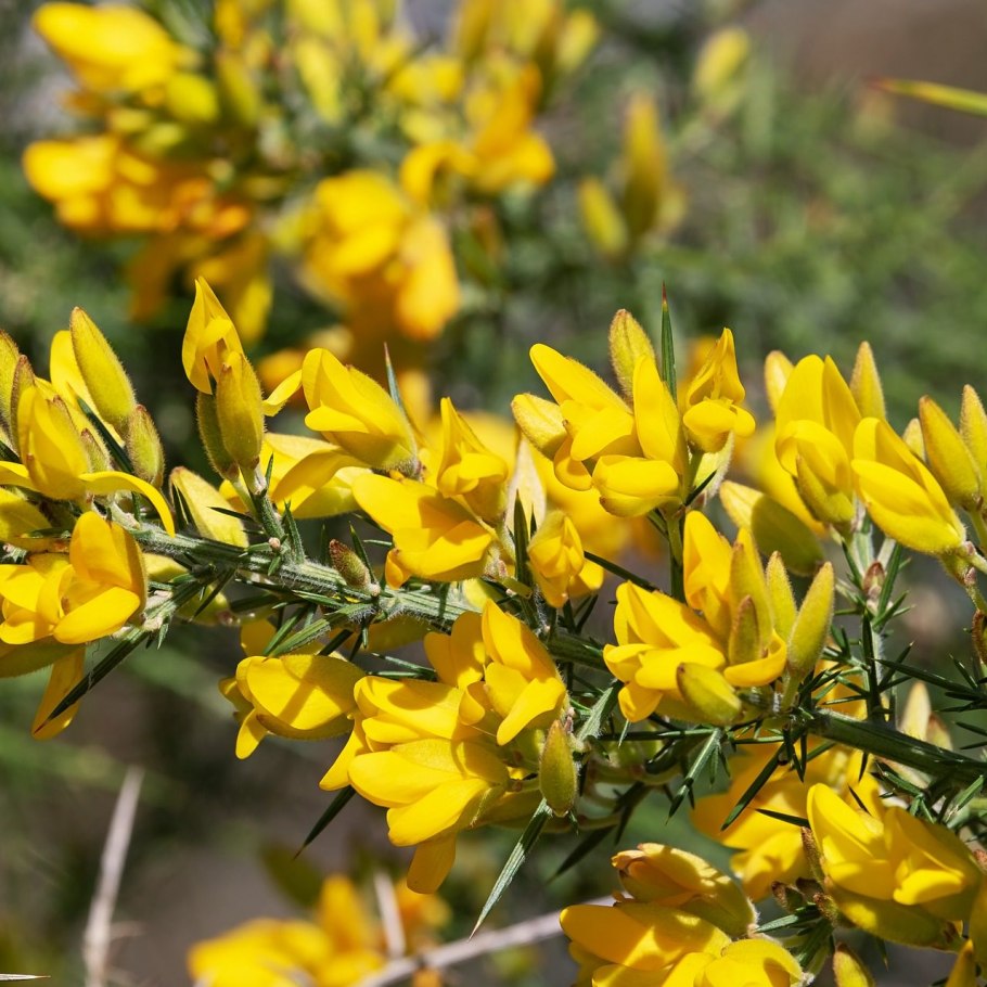 Дрок красильный