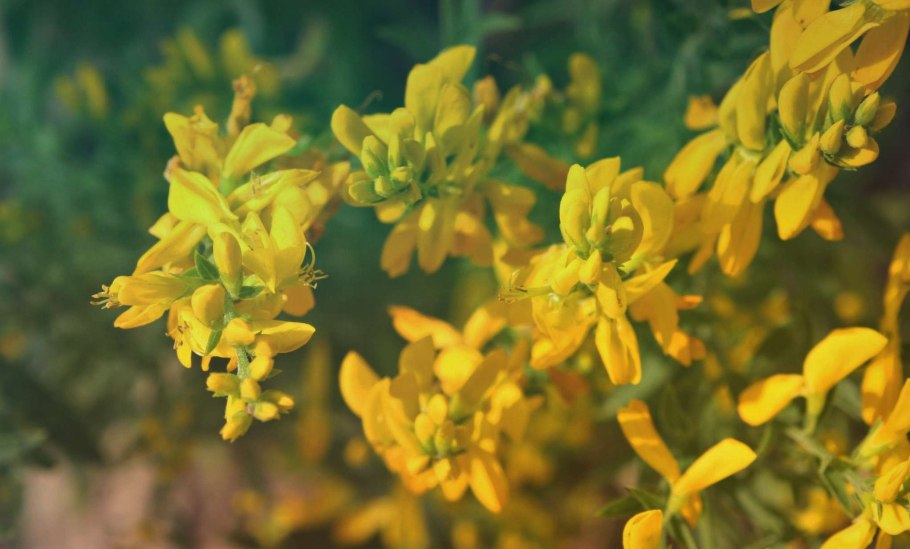 Planta Genista растение