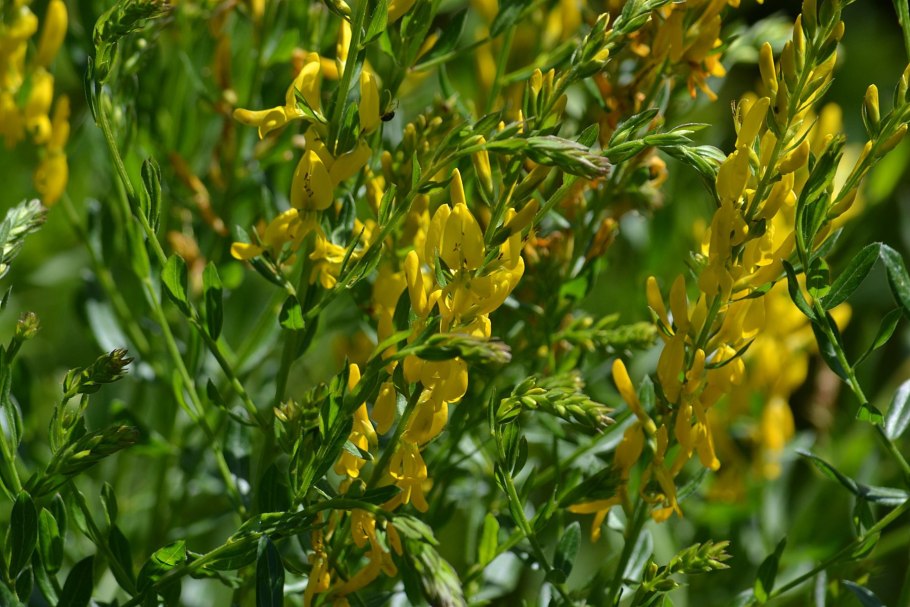 Cytisus racemosus
