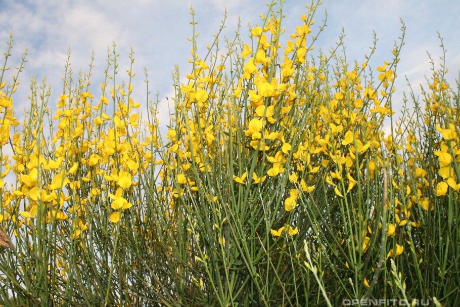 Genista tinctoria