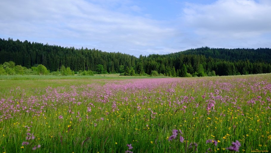 Радостные люди на природе