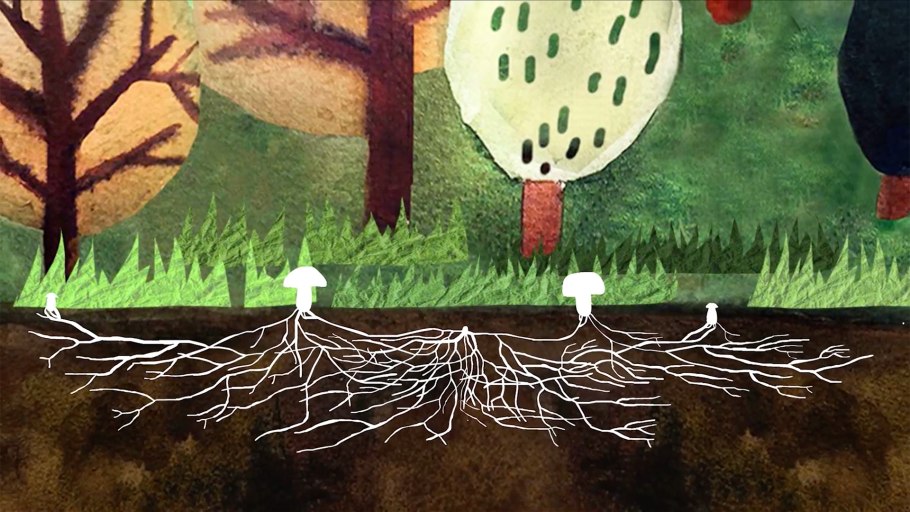 Мицелий гриб шампинион