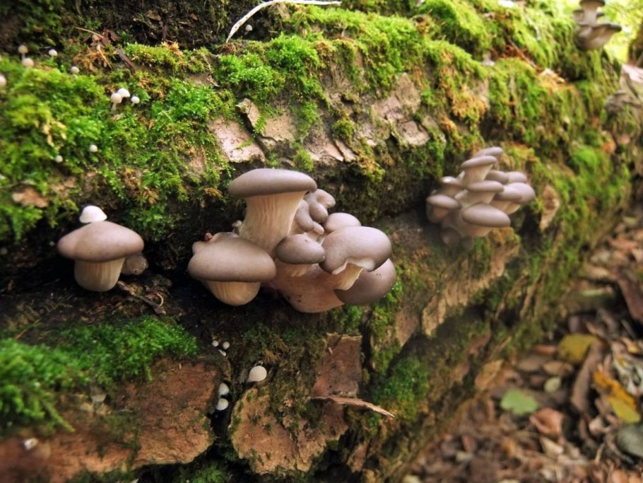 Белый гриб Ставропольский край