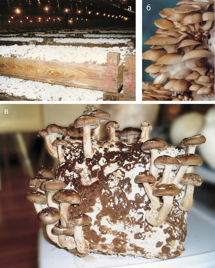 Kuehneromyces mutabilis мицелий