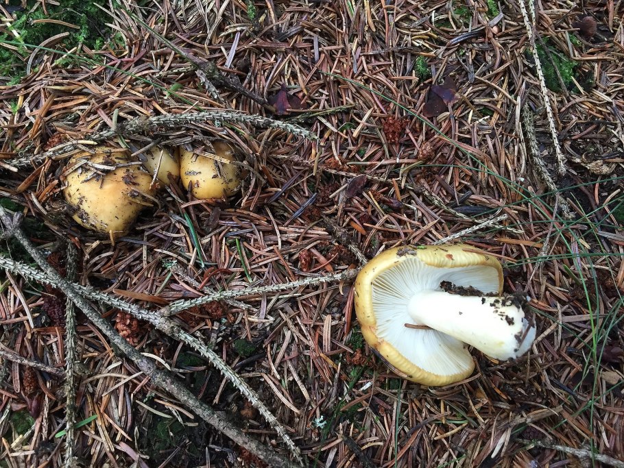 Мебель из мицелия грибов