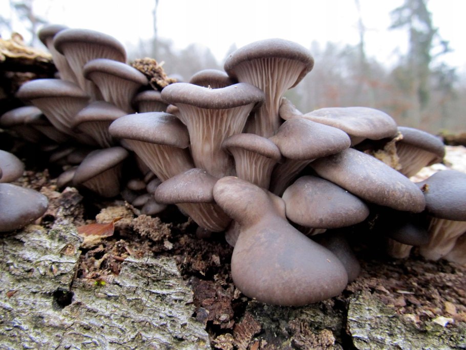 Шляпочные грибы микориза