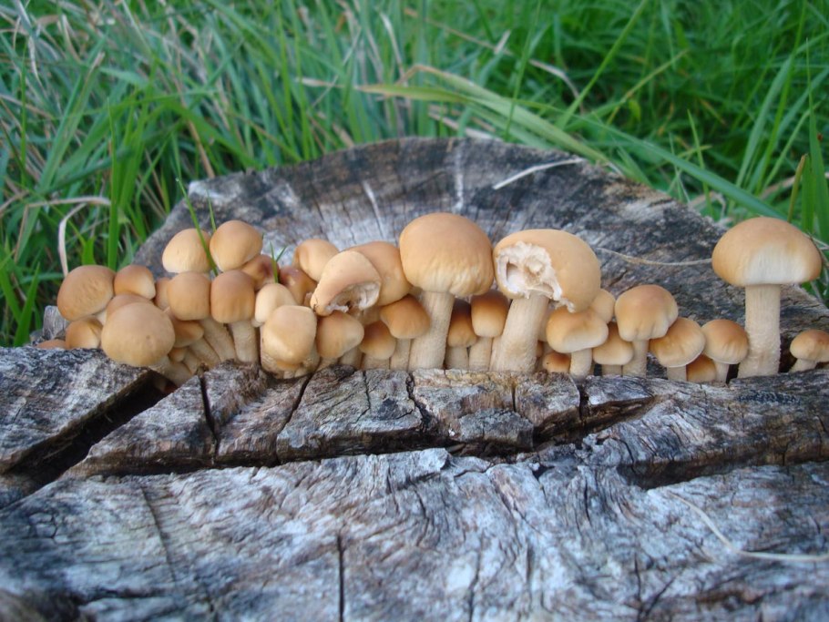 Ценотический мицелий