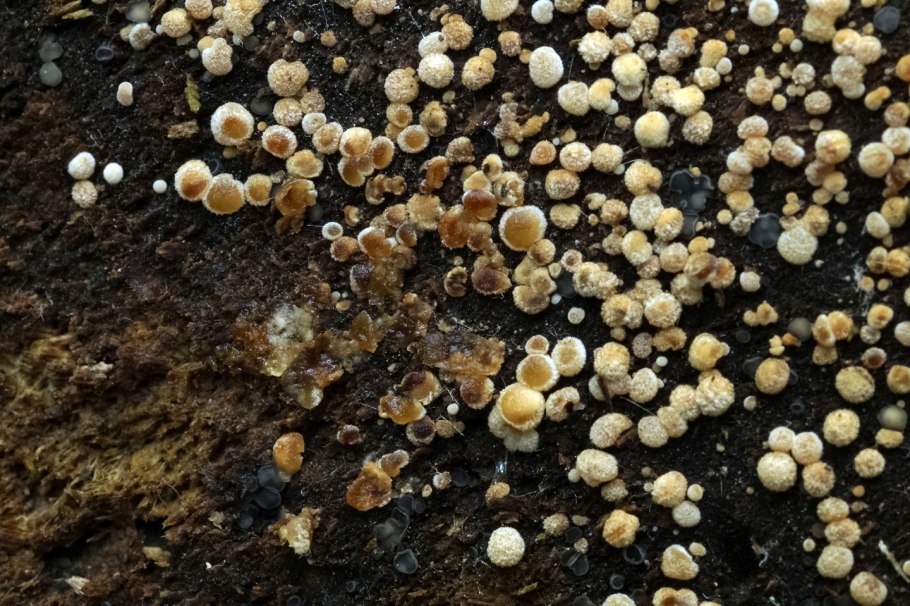 Грибница/мицелий микориза что это?