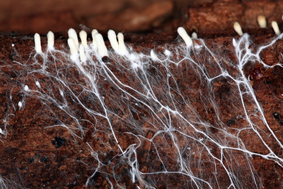 Грибной мицелий шампиньоны