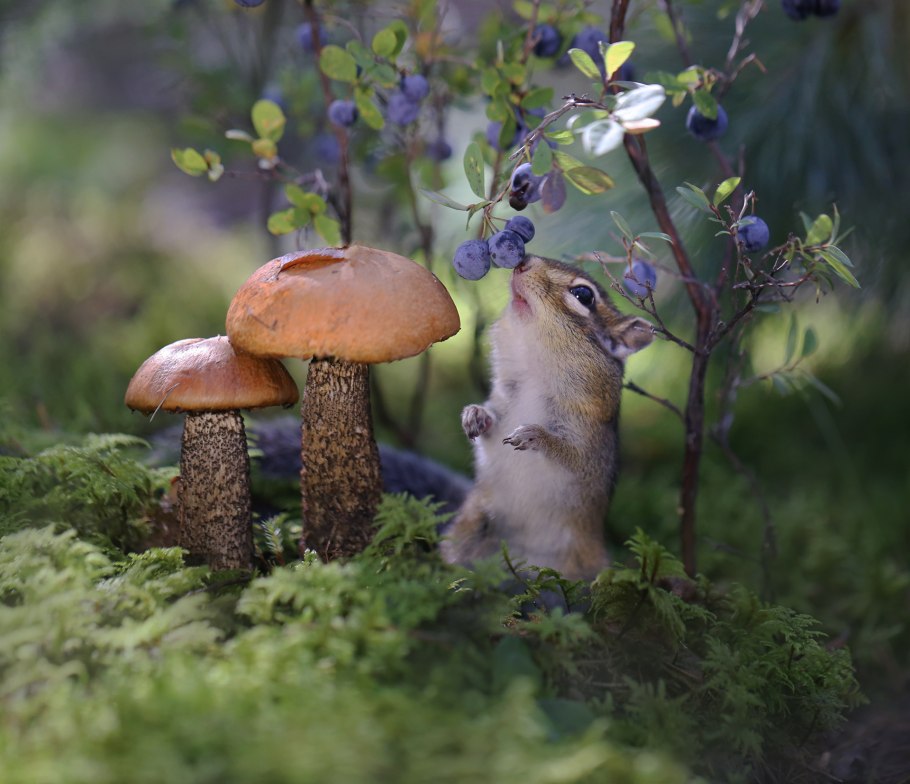 Грибница Размеры