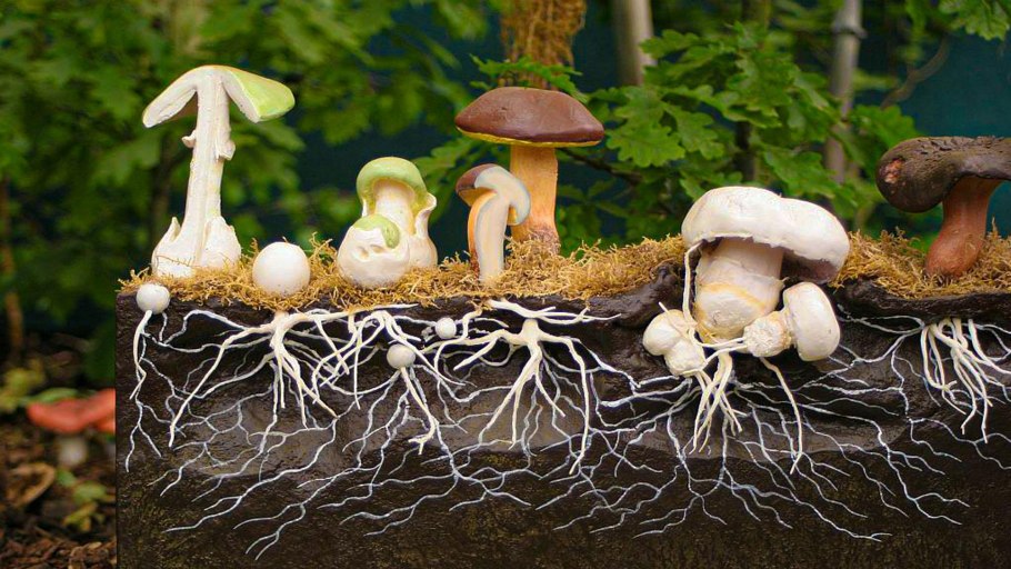 Японские грибы шиитаке