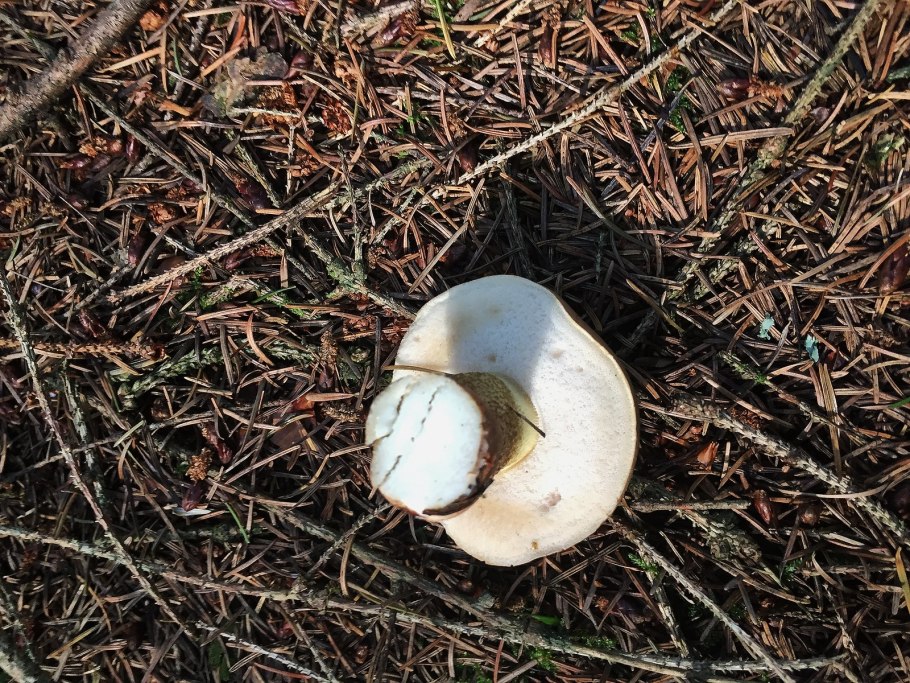 Мицелий грибов вешенка