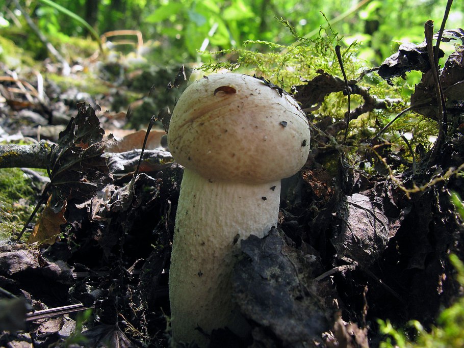 Грибница шампиньонов