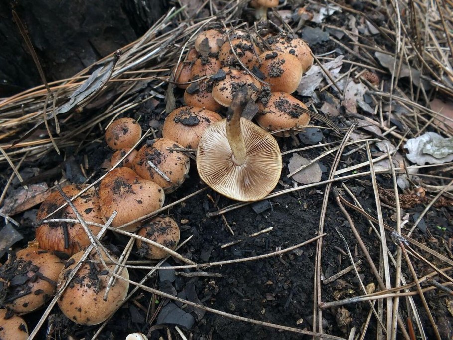 Грибница гриба