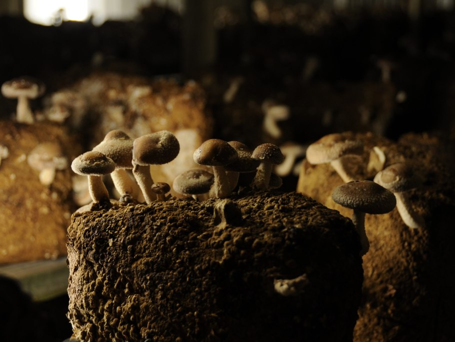 Грибница шампиньонов