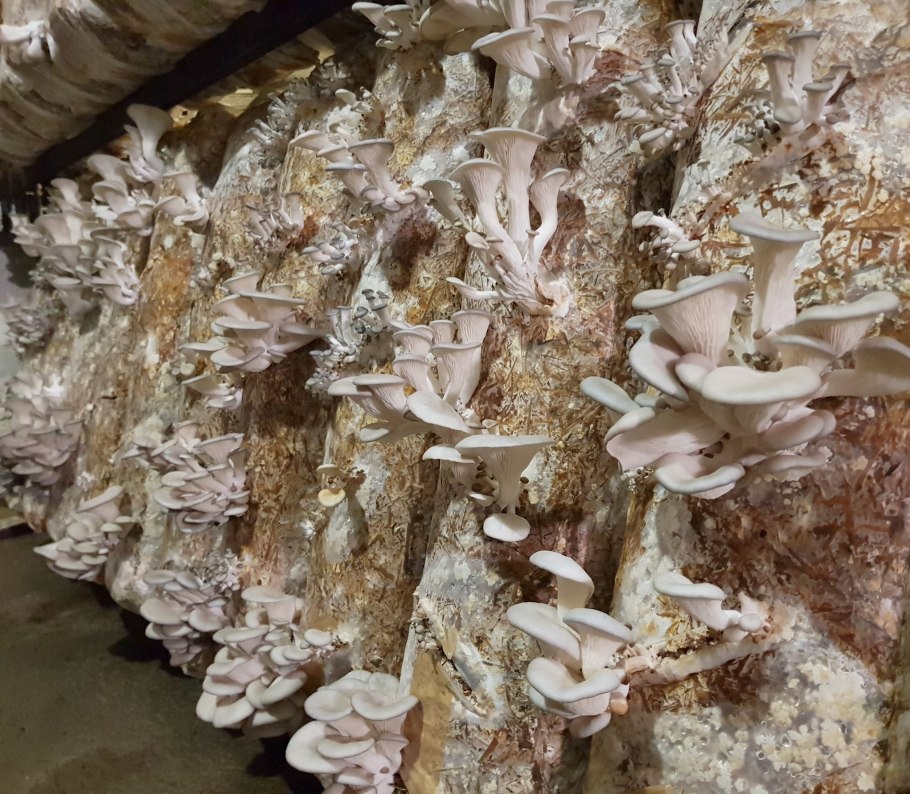 Грибная ферма белых грибов