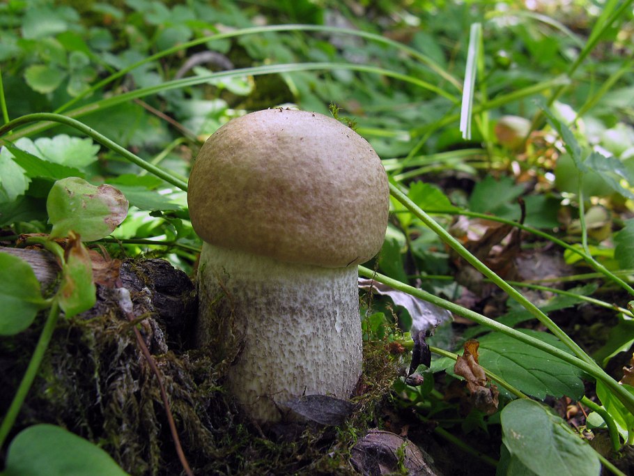 Симбиоз грибов и растений схема