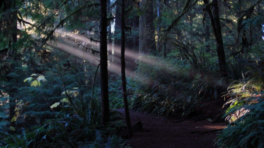 Хрюгский лес озеро